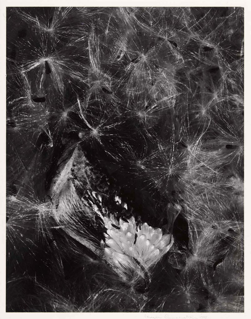 Imogen Cunningham (American, 1883-1976) 'Auragia' 1953, printed c. 1960s
