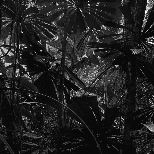 Claudia Terstappen (Australian born Germany, b. 1959) 'Cabbage trees (Queensland, Australia)' 2002 Claudia Terstappen (Australian born Germany, b. 1959) 'Cabbage trees (Queensland, Australia)' 2002