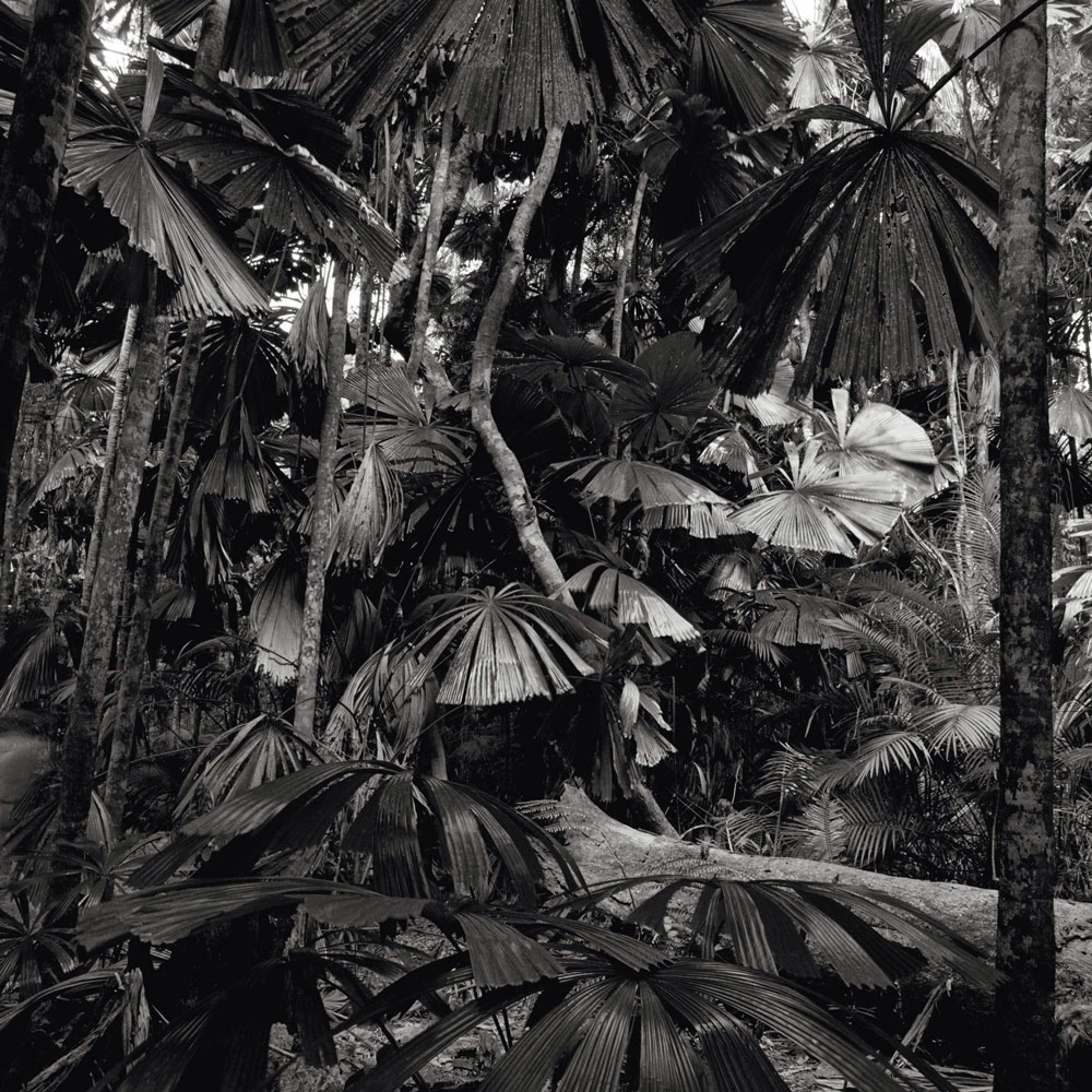 Claudia Terstappen (Australian born Germany, b. 1959) 'Cabbage trees (Queensland, Australia)' 2002 Claudia Terstappen (Australian born Germany, b. 1959) 'Cabbage trees (Queensland, Australia)' 2002