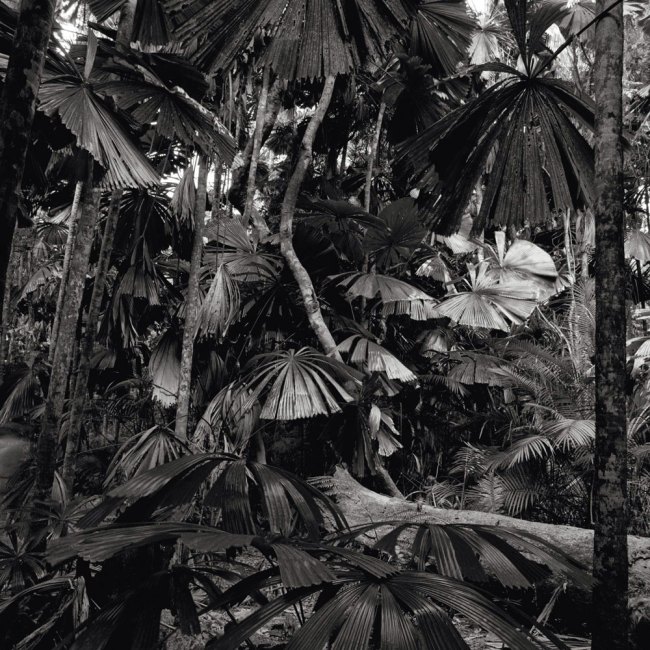 Claudia Terstappen (Australian born Germany, b. 1959) 'Cabbage trees [Queensland, Australia]' 2002