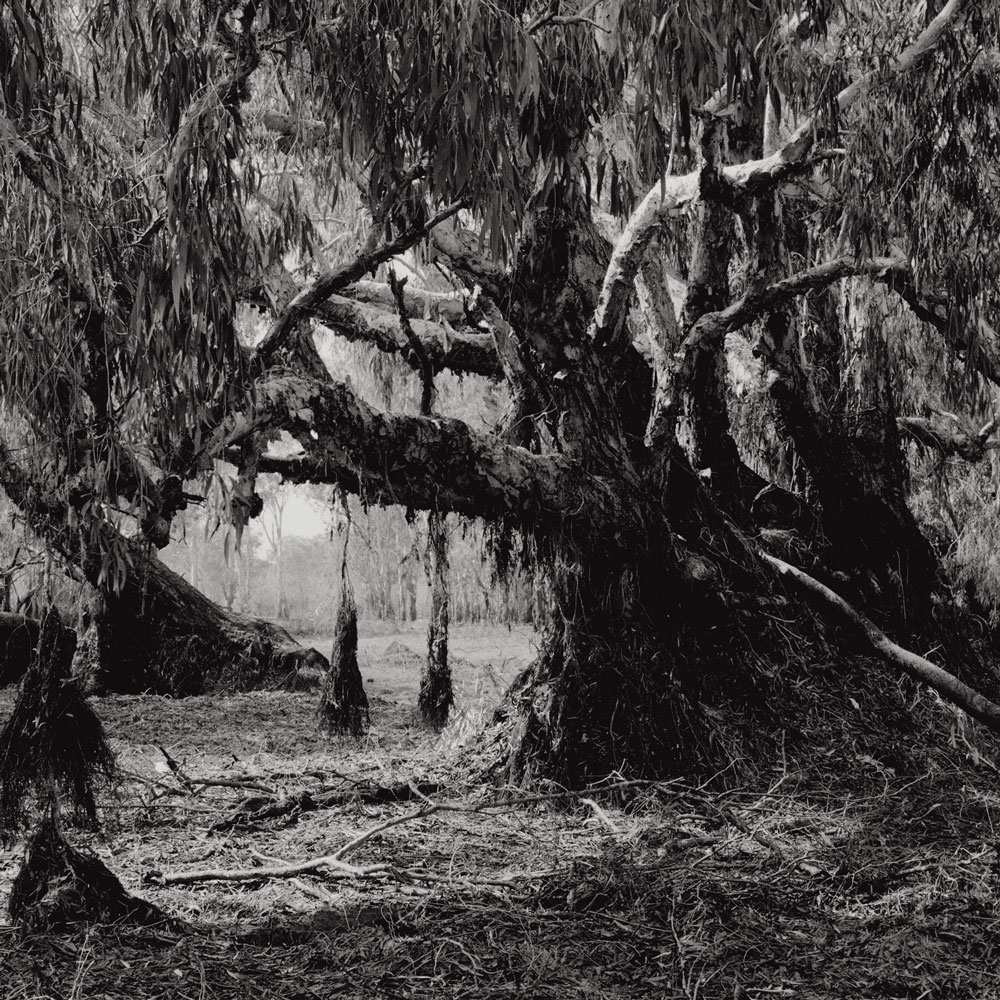 Claudia Terstappen (Australian born Germany, b. 1959) 'Turtle Dreaming, Australia (Northern Territory)' 2002 Claudia Terstappen (Australian born Germany, b. 1959) 'Turtle Dreaming, Australia (Northern Territory)' 2002