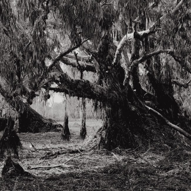 Claudia Terstappen (Australian born Germany, b. 1959) 'Turtle Dreaming, Australia (Northern Territory)' 2002