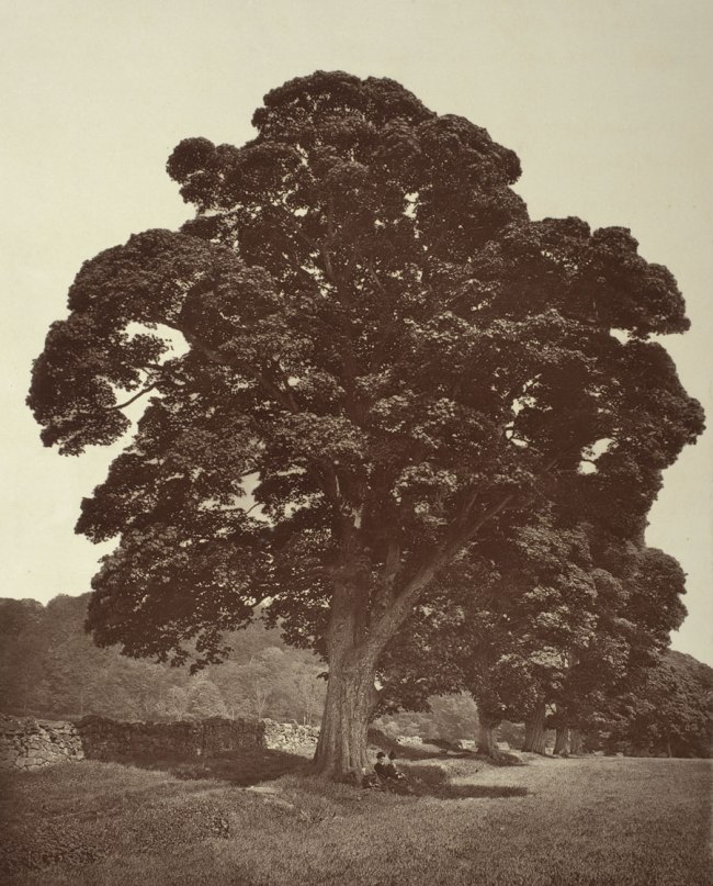 Andrew Young (England, active 1870-1879) 'Plane at Aberdour, in Old Avenue' Scotland, late 1870s