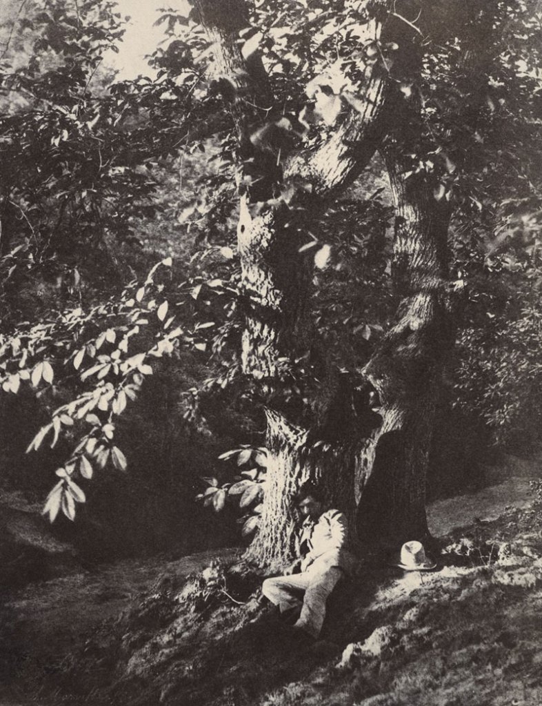 Charles Marville (French, 1813-1879) 'Man Reclining beneath a Chestnut Tree' c. 1853