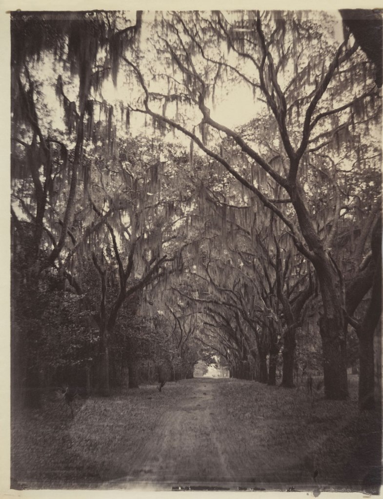 George N. Barnard (American, 1819-1902) 'Bonaventure Cemetery, Four Miles from Savannah' 1866