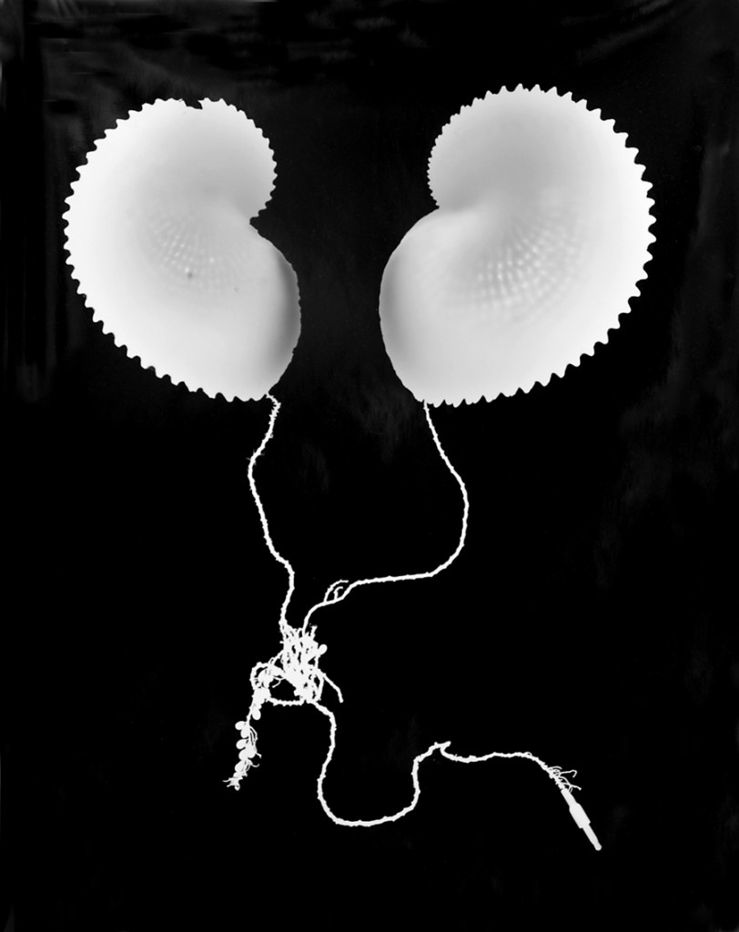 Siri Hayes (Australian, b. 1977) 'Aquatic listening device' 2009