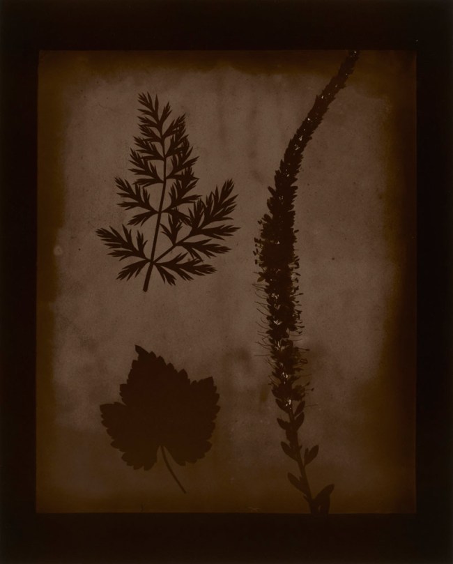 Hiroshi Sugimoto (Japanese, b. 1948) 'Arrangement of Botanical Specimens, 1839' 2008