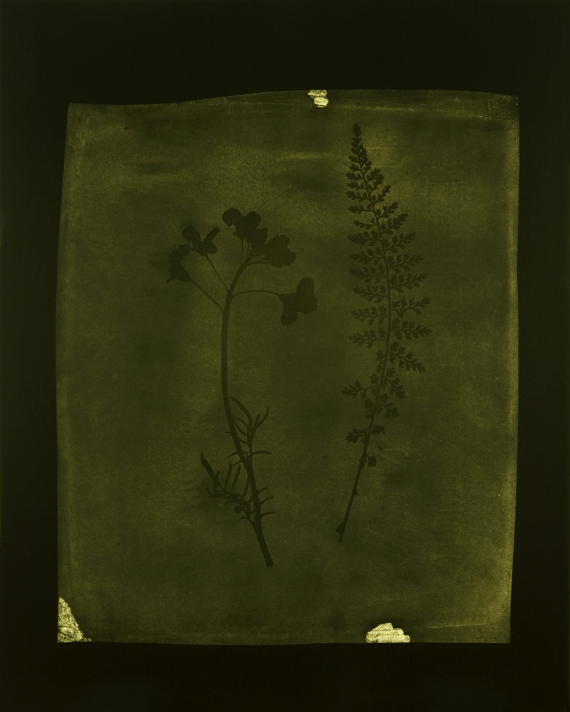 Hiroshi Sugimoto (Japanese, b. 1948) 'Asplenium Halleri, Grande Chartreuse 1821 - Cardamine Pratensis, April 1839' 2008