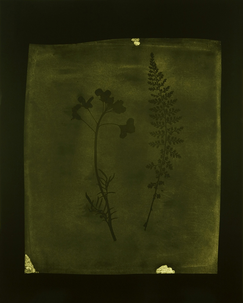 Hiroshi Sugimoto (Japanese, born 1948) 'Asplenium Halleri, Grande Chartreuse 1821 - Cardamine Pratensis, April 1839' 2008