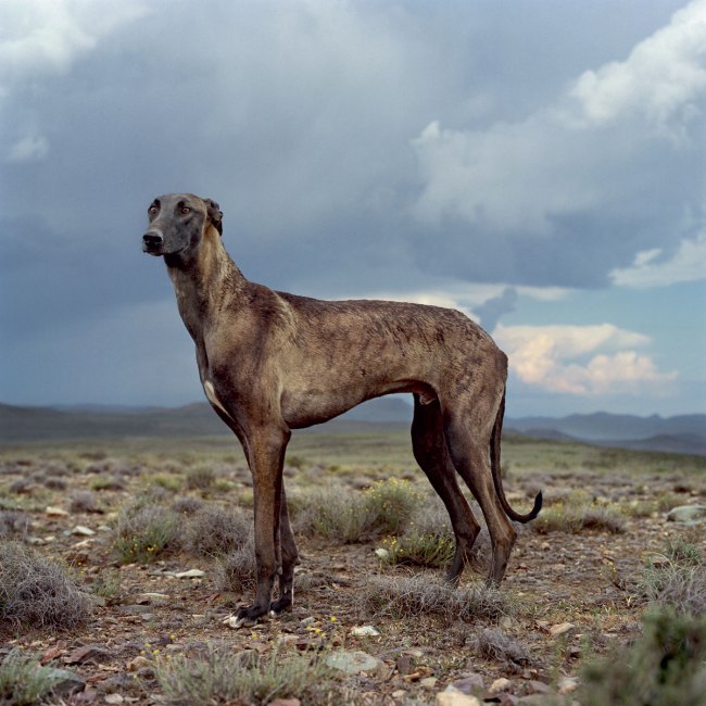 Daniel Naudé (South African, b. 1984) 'Africanis 23. Richmond, Northern Cape, 298 January 2009' 2009