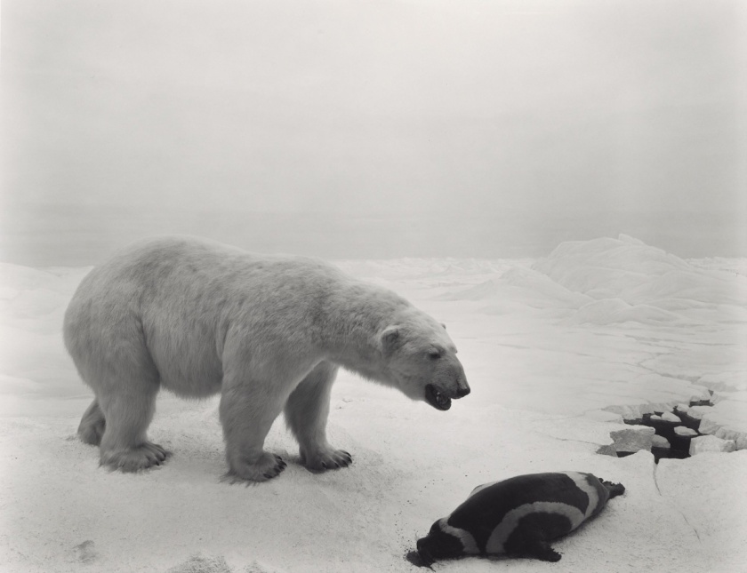 Hiroshi Sugimoto (Japanese, born 1948) 'Polar Bear' 1976