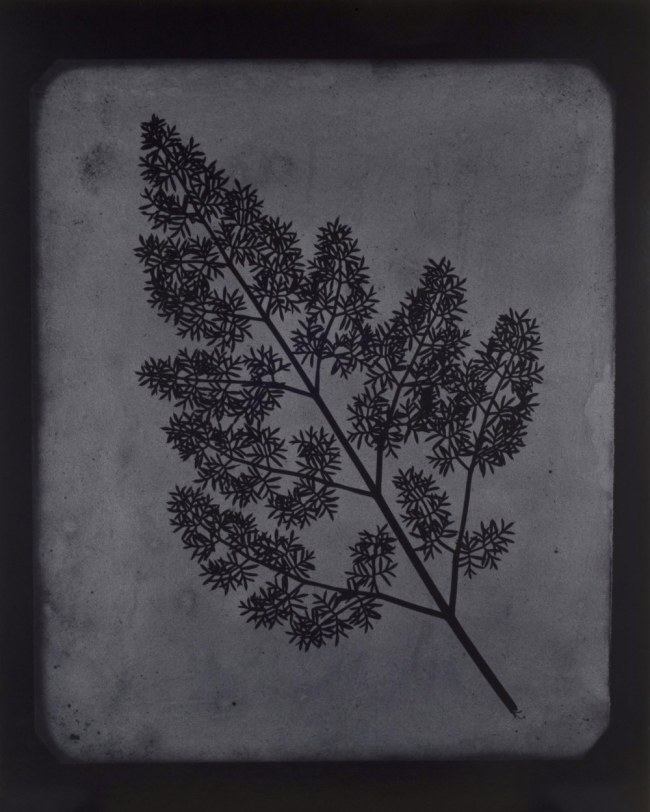 Hiroshi Sugimoto (Japanese, b. 1948) 'A Stem of Delicate Leaves of an Umbrellifer, circa 1843-1846' 2009
