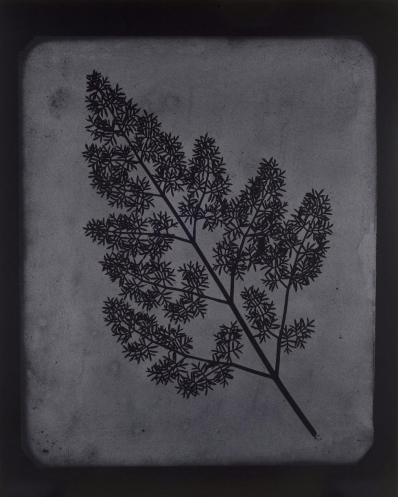 Hiroshi Sugimoto (Japanese, b. 1948) 'A Stem of Delicate Leaves of an Umbrellifer, circa 1843-1846' 2009