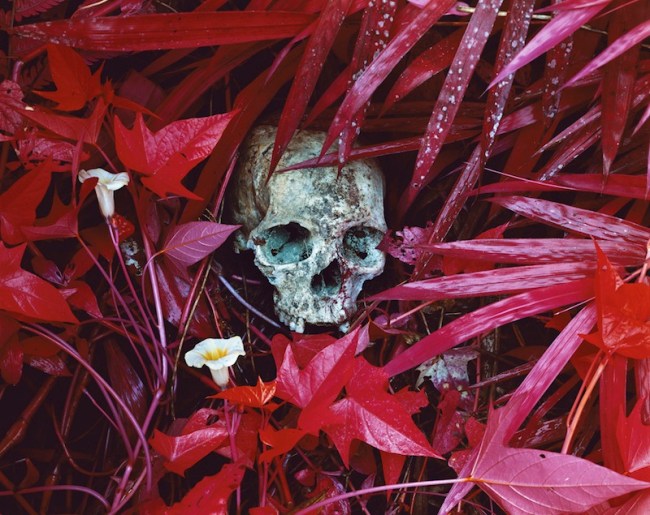 Richard Mosse (Ireland, b. 1980) 'Of Lillies and Remains' 2012