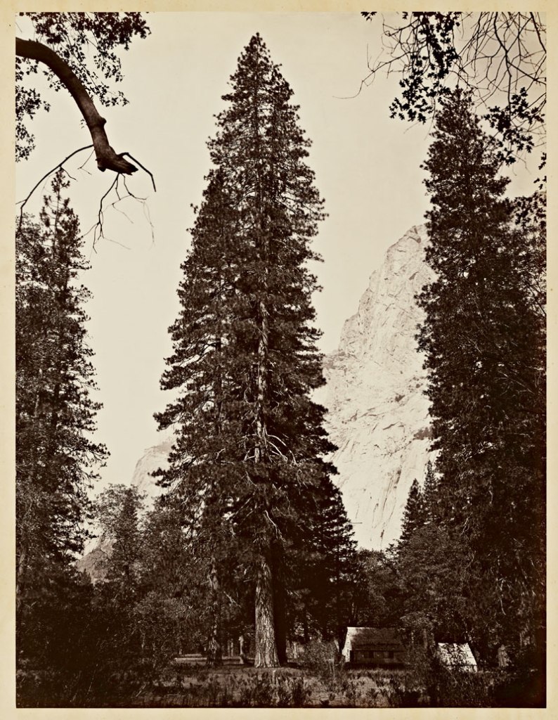 Carleton Watkins (American, 1829-1916) 'The Ponderosa, Yosemite' 1866