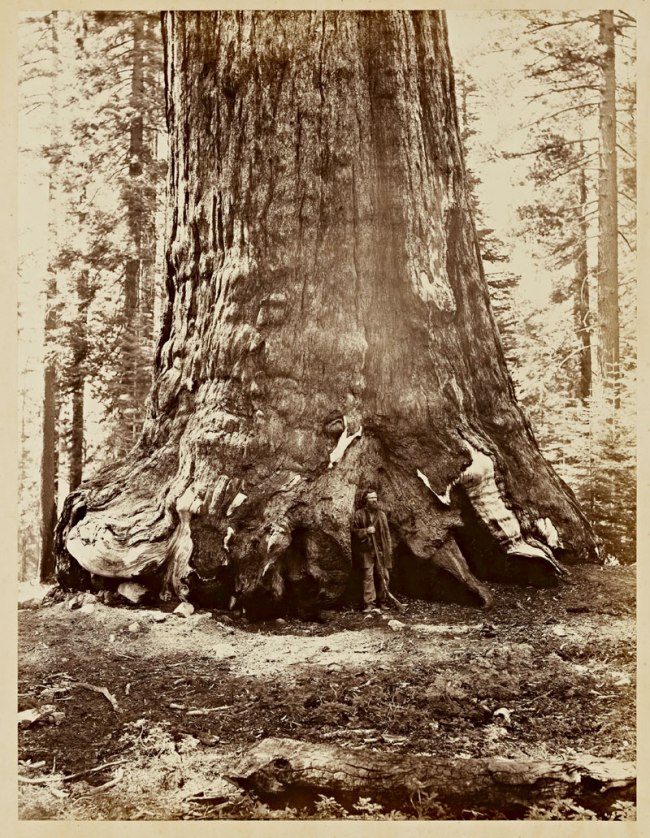 Carleton Watkins (American, 1829-1916) 'Section of the Grizzly Giant, 33 ft. diameter' 1865-1866
