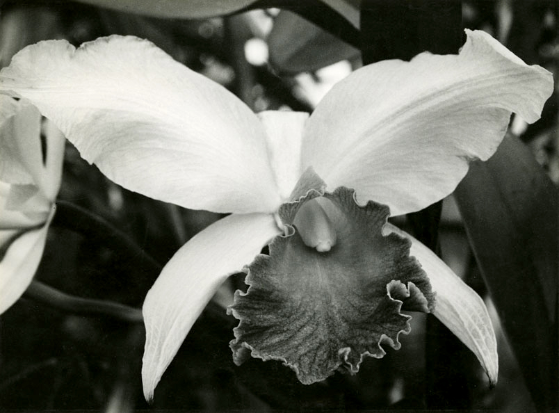 Albert Renger-Patzsch (1897-1966) 'Tropical Orchis, cattleya labiata' c. 1930