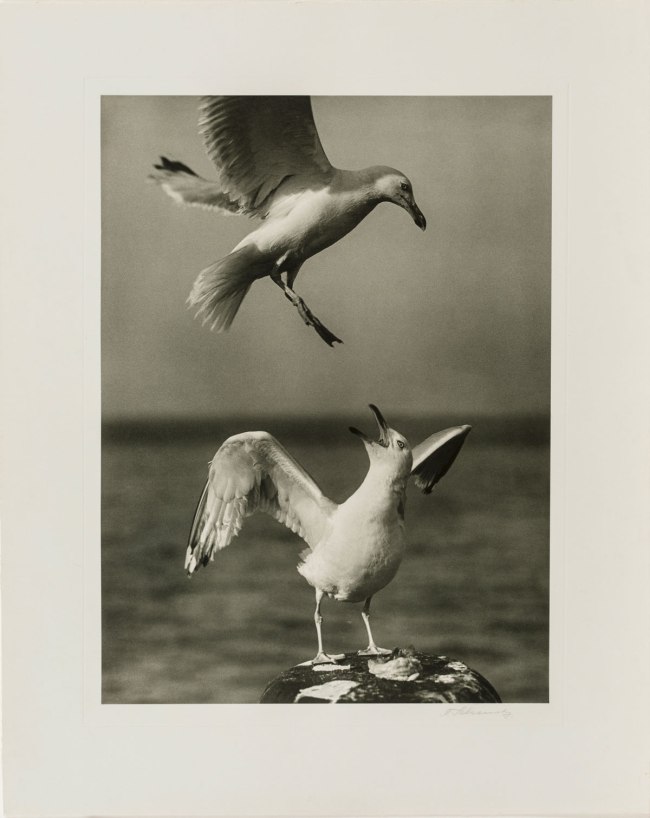 Franz Schensky (German, 1871-1957) 'Möwenpaar' 1930 