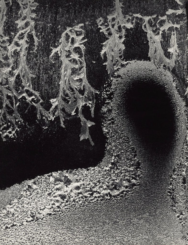 Minor White (American, 1908-1976) 'Empty Head, 72 N. Union Street, Rochester, New York' 1962