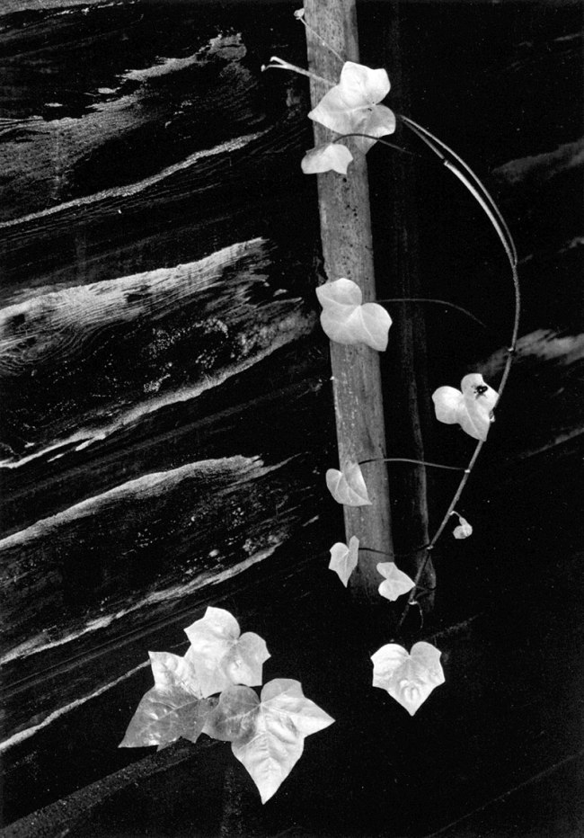 Minor White (American, 1908-1976) 'Ivy, Portland, Oregon' Negative,1964; print, 1975