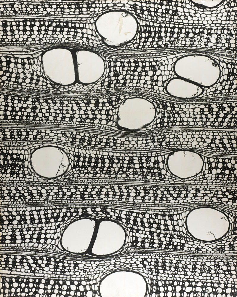 Gyorgy Kepes (American born Hungary, 1906-2001) 'Transverse section of wood: 250X' 1951