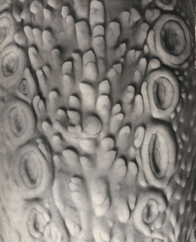 Gyorgy Kepes (American born Hungary, 1906-2001) 'Camel's tongue: 10X' 1951