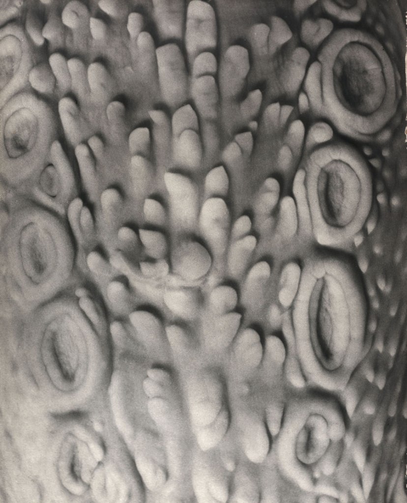 Gyorgy Kepes (American born Hungary, 1906-2001) 'Camel's tongue: 10X' 1951