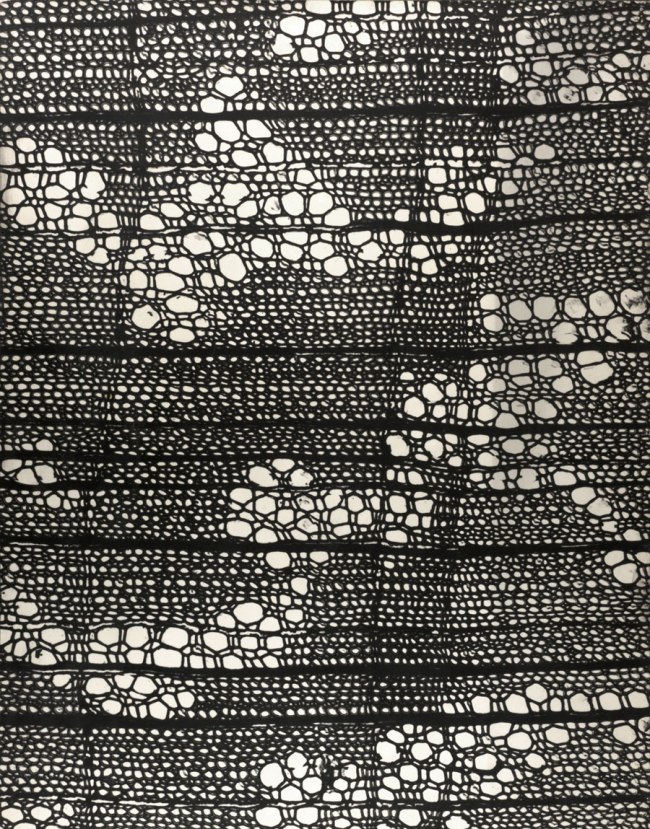 Gyorgy Kepes (American born Hungary, 1906-2001) 'Transverse section of Osmanthus wood: 50X' 1951