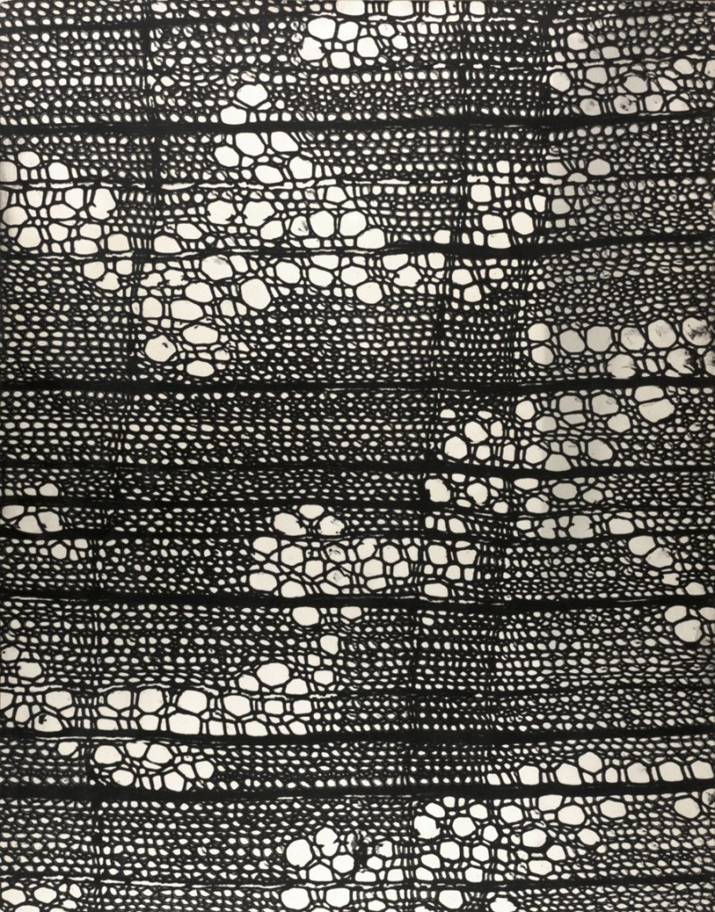 Gyorgy Kepes (American born Hungary, 1906-2001) 'Transverse section of Osmanthus wood: 50X' 1951
