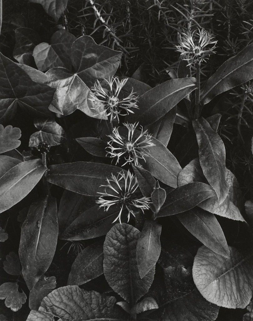 Paul Strand (American, 1890-1976) 'Bachelor Buttons, Orgeval' early 1960s Paul Strand (American, 1890-1976) 'Bachelor Buttons, Orgeval' early 1960s