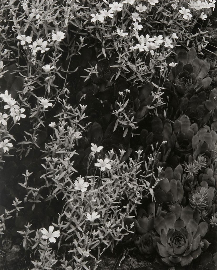 Paul Strand (American, 1890-1976) 'Cabbages and Pinks' 1957-1958 Paul Strand (American, 1890-1976) 'Cabbages and Pinks' 1957-1958