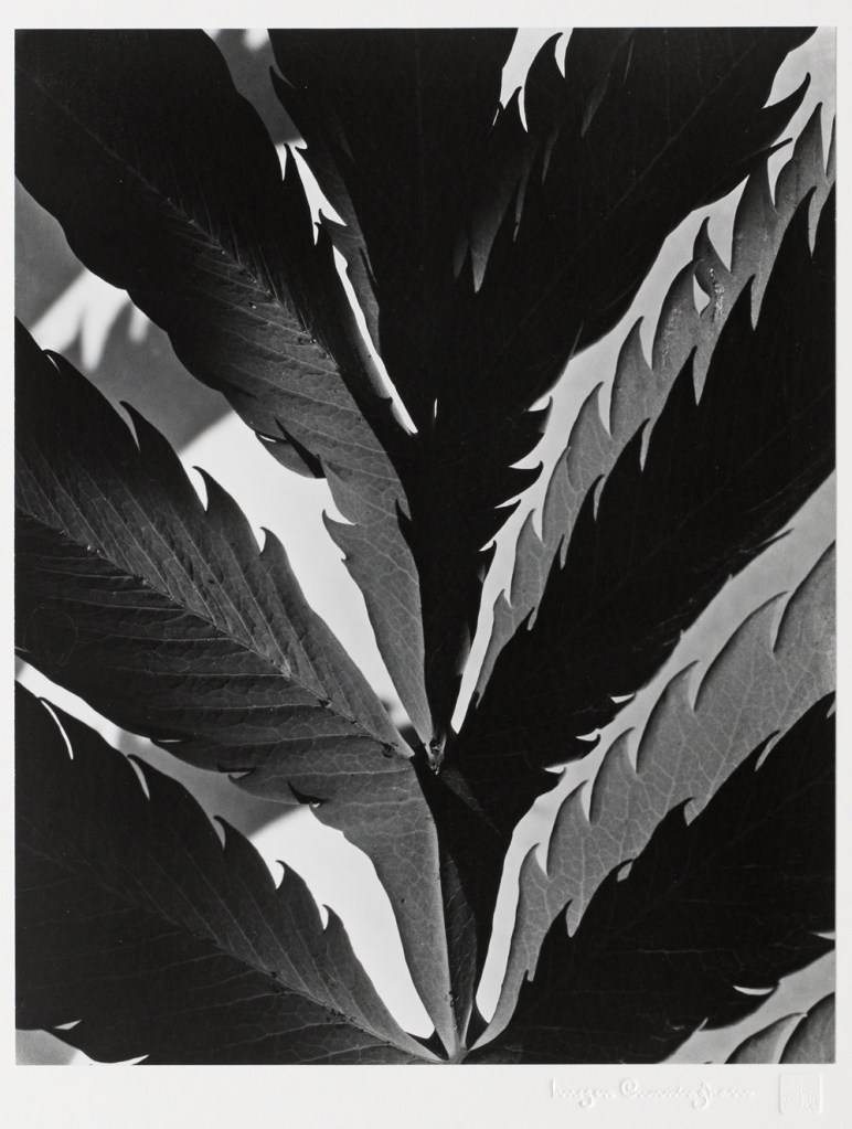 Imogen Cunningham (American, 1883-1976) 'Leaf pattern' c. 1929; printed 1979