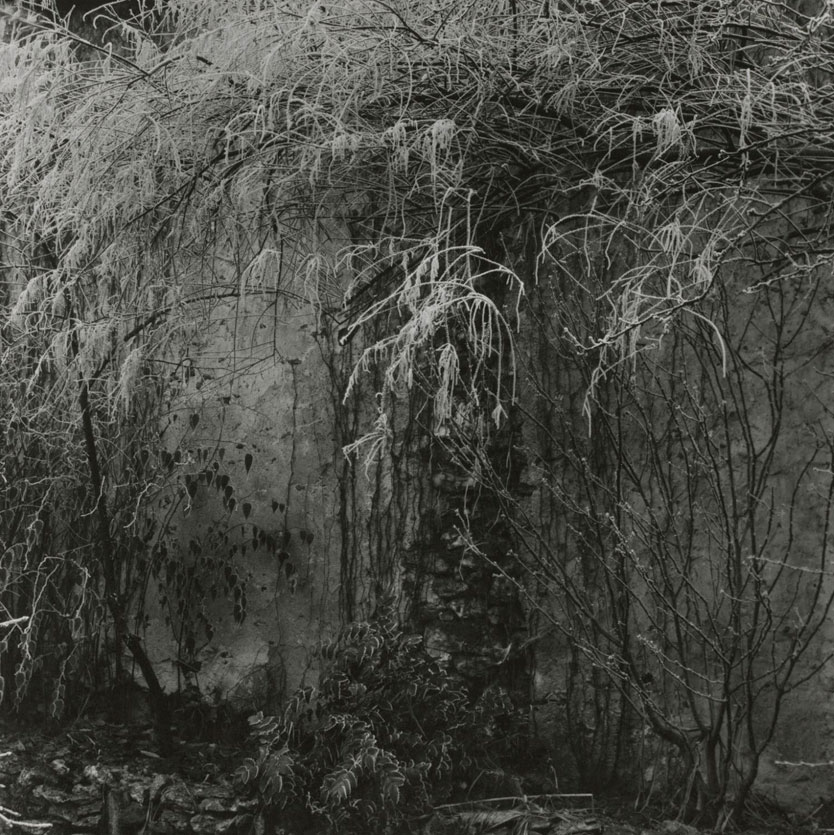 Paul Strand (American, 1890-1976) 'Hoar Frosted Vines, Orgeval' 1969 Paul Strand (American, 1890-1976) 'Hoar Frosted Vines, Orgeval' 1969