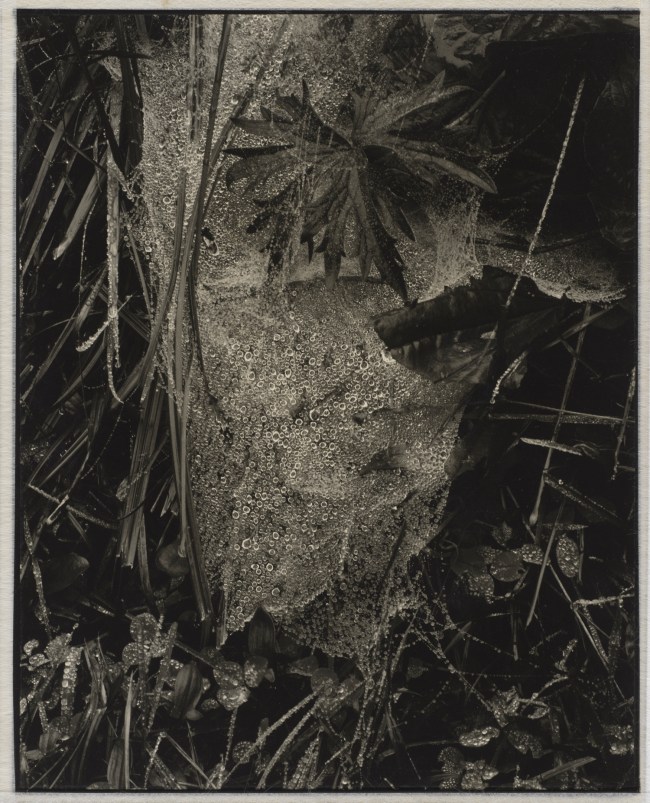 Paul Strand (American, 1890-1976) 'Cobweb in Rain, Georgetown, Maine' 1927