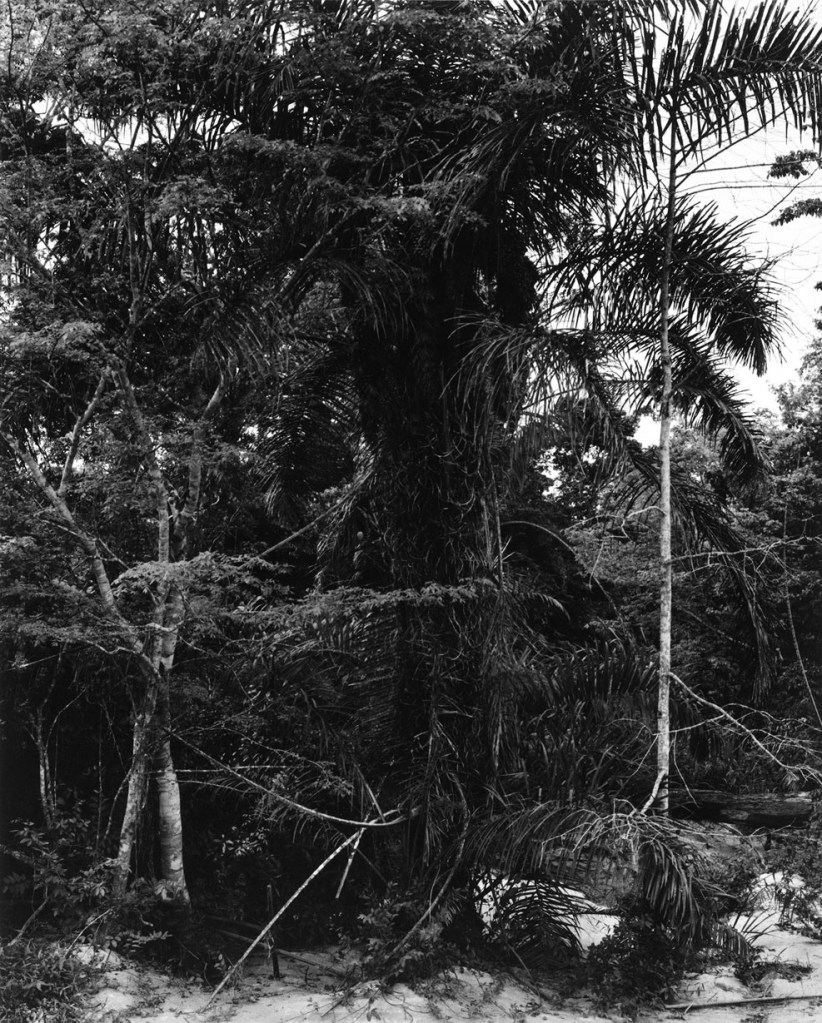 Paul Strand (American, 1890-1976) 'Jungle, Ashanti Region, Ghana' 1964 Paul Strand (American, 1890-1976) 'Jungle, Ashanti Region, Ghana' 1964