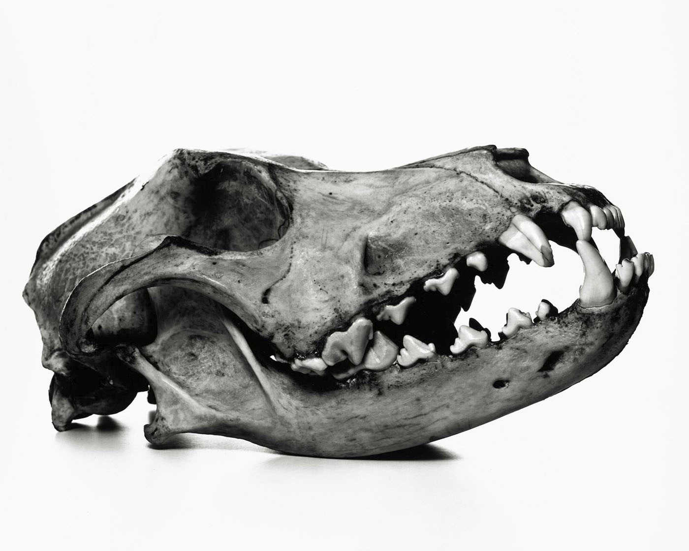 Irving Penn (American, 1917-2009) 'Dog' Prague, 1986 Irving Penn (American, 1917-2009) 'Dog' Prague, 1986