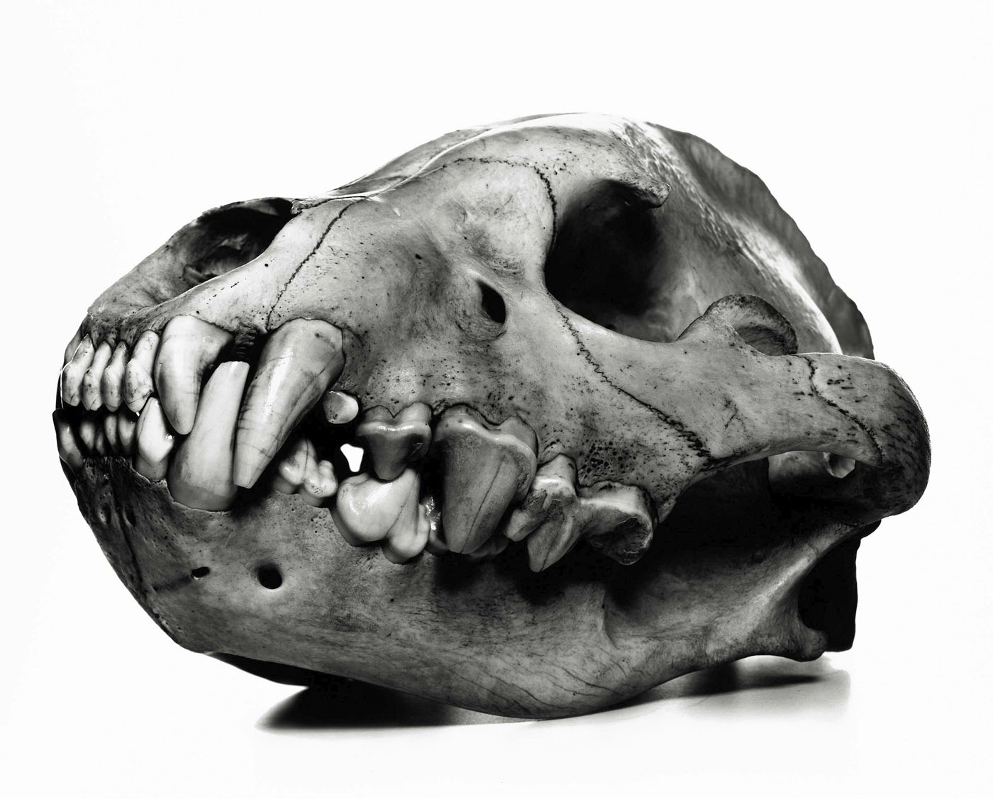 Irving Penn (American, 1917-2009) 'Spotted Hyena' Prague, 1986 Irving Penn (American, 1917-2009) 'Spotted Hyena' Prague, 1986