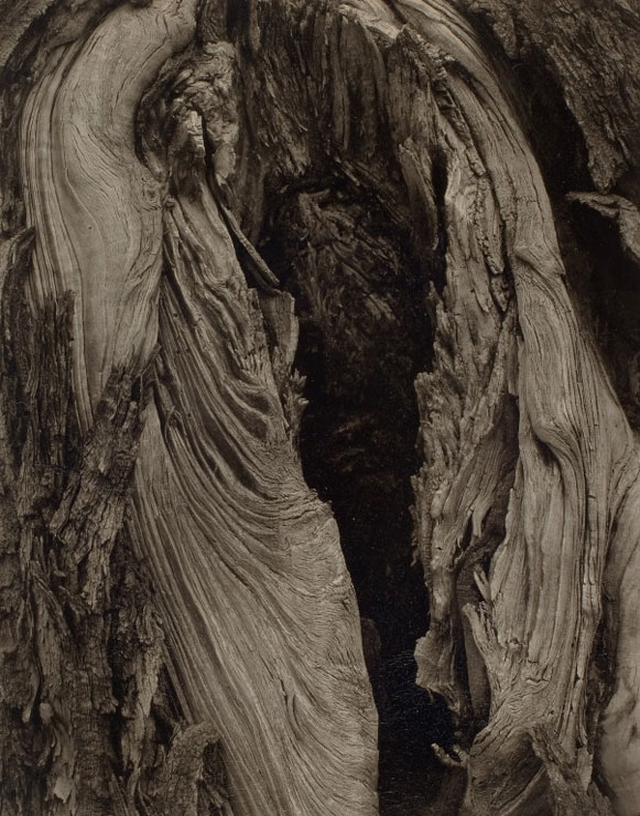 Paul Strand (American, 1890-1976) 'Driftwood, Maine' 1928