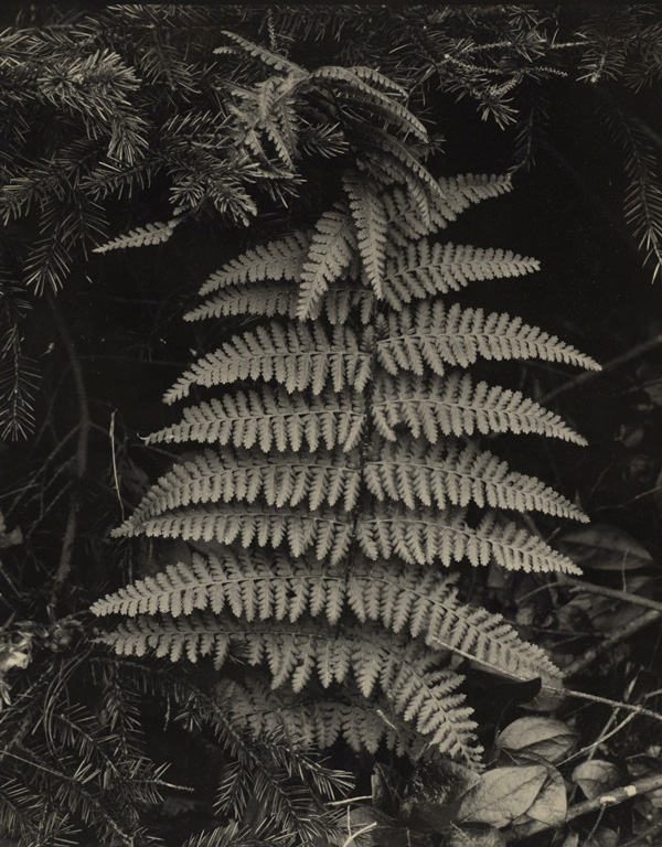 Paul Strand (American, 1890-1976) 'Fern, Georgetown, Maine' 1928 Paul Strand (American, 1890-1976) 'Fern, Georgetown, Maine' 1928
