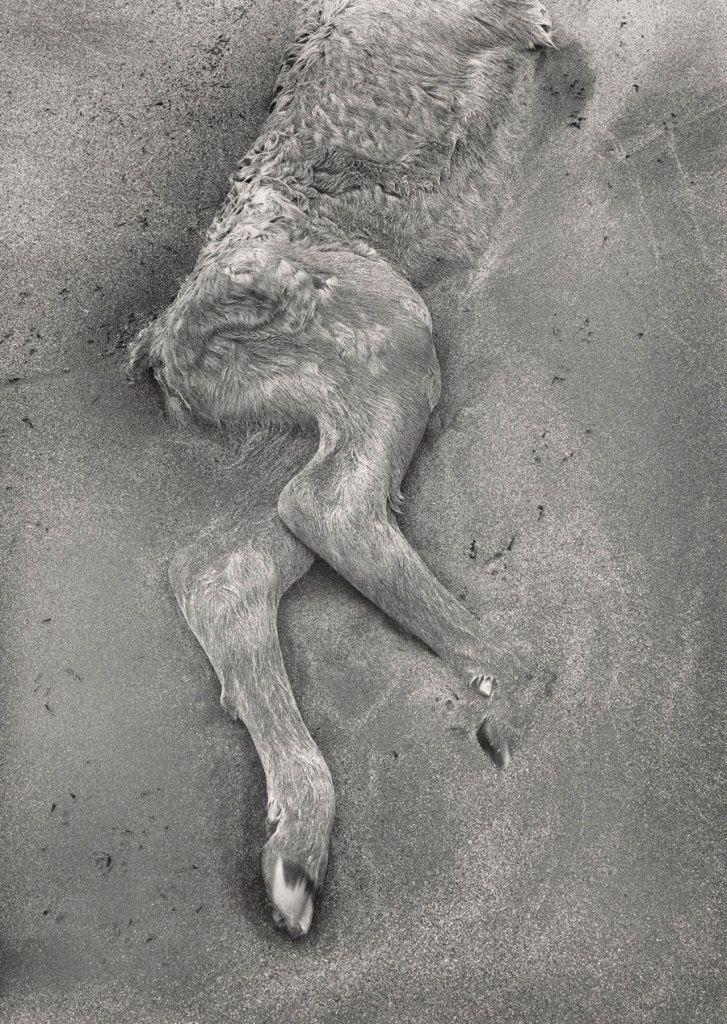 Paul Caponigro (American, 1932-2024) 'Dead Calf in the Sand, County Kerry, Ireland' 1993 Paul Caponigro (American, 1932-2024) 'Dead Calf in the Sand, County Kerry, Ireland' 1993