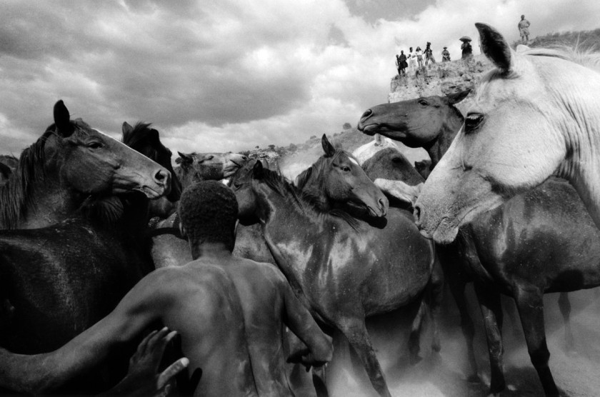 Ulrich Mack (German, b. 1934) 'Wild horses in Kenya' 1964