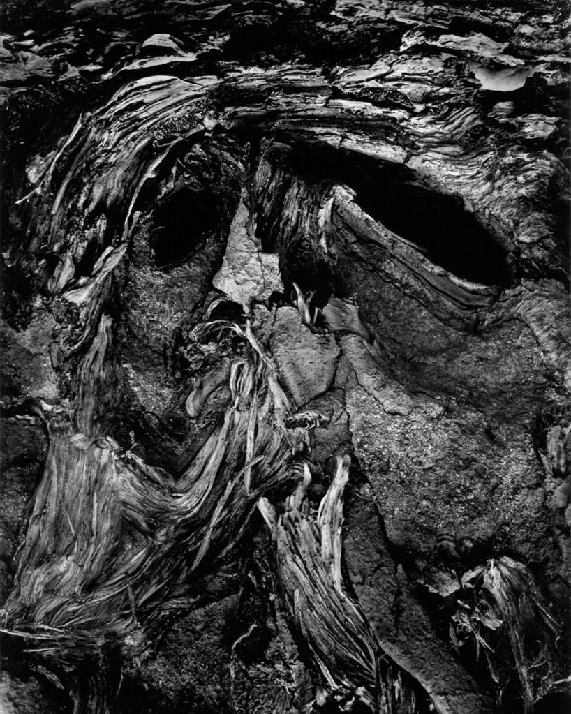 Wynn Bullock (American, 1902-1975) 'Fallen Tree Trunk' 1972