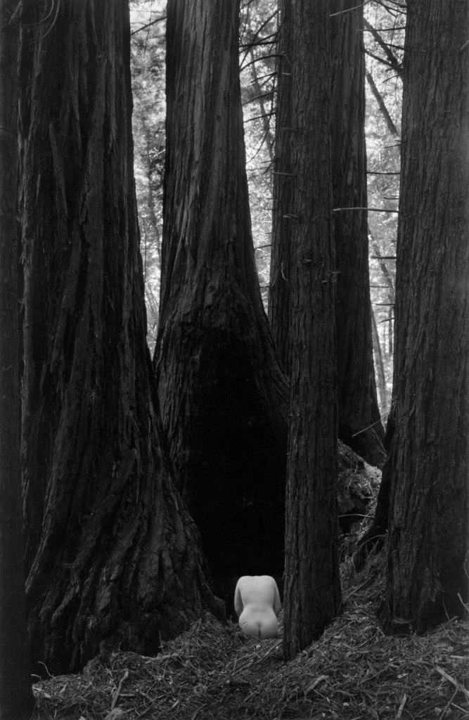 Wynn Bullock (American, 1902-1975) 'Nude Torso in Forest' 1958
