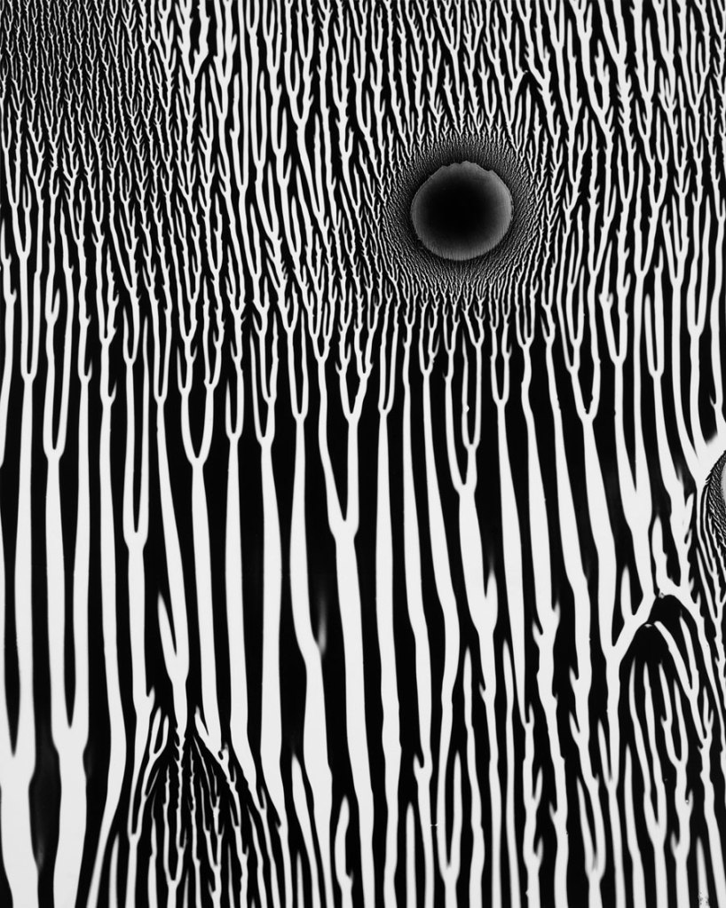 Wynn Bullock (American, 1902-1975) 'Photogram' 1970