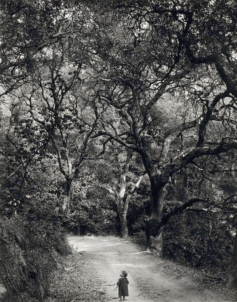 Wynn Bullock (American, 1902-1975) 'Child on Forest Road' 1958