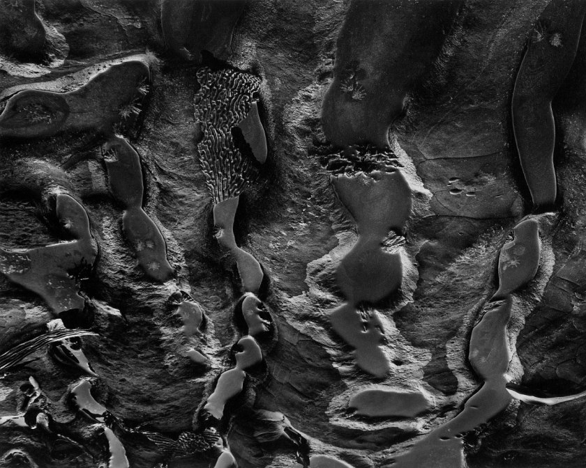 Wynn Bullock (American, 1902–1975) 'Point Lobos Tide Pools' 1972