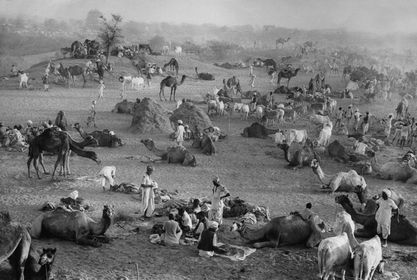 Marc Riboud (French, 1923-2016) 'Camel Market' Nagaur, Rajasthan, India, 1956