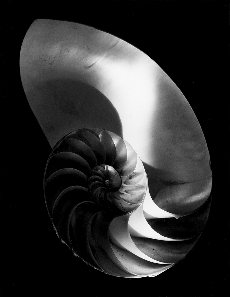 Paul Caponigro (American, 1932-2024) 'Nautilus Shell, Ipswich, Mass' 1960