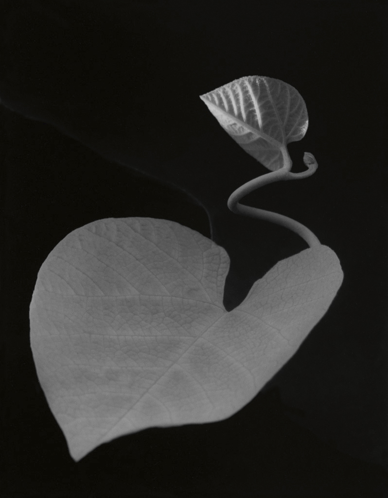 Paul Caponigro (American, 1932-2024) 'Two Leaves, Brewster, New York' 1963