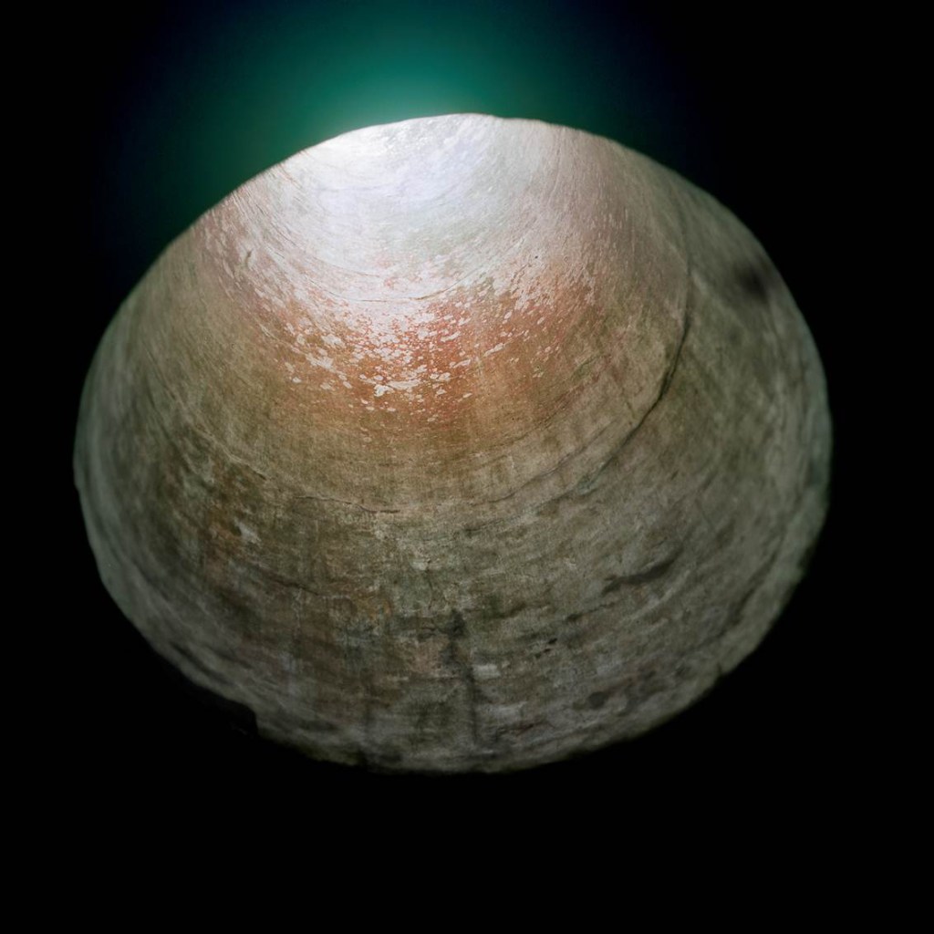 Mel O'Callaghan (Australian, b. 1975) 'Moons (II)' 2014 from the exhibition 'Nature/Revelation' at The Ian Potter Museum of Art, Melbourne, March - July, 2015